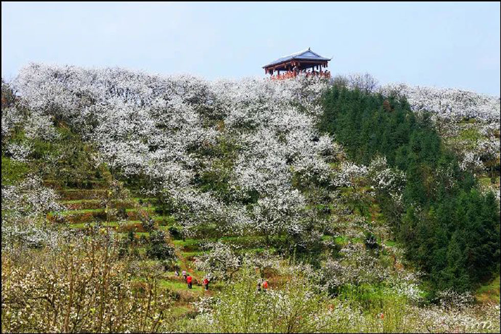 【春天，广西桂林灌阳县向您发出邀请！】我们在灌阳看梨花 - 游山玩水 - 贵港生活社区 - 贵港28生活网 gg.28life.net