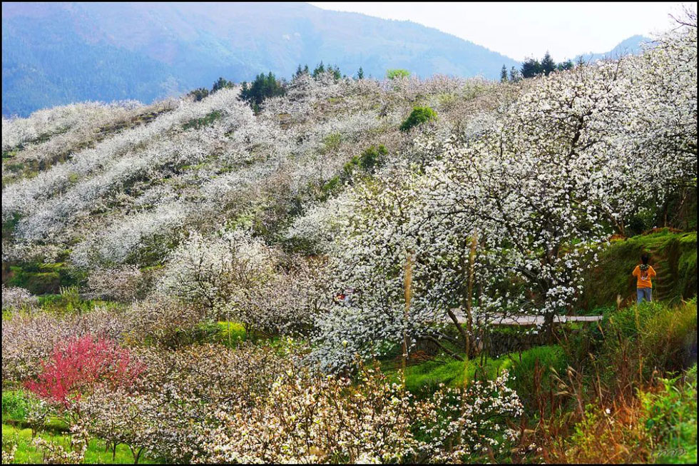 【春天，广西桂林灌阳县向您发出邀请！】我们在灌阳看梨花 - 游山玩水 - 贵港生活社区 - 贵港28生活网 gg.28life.net