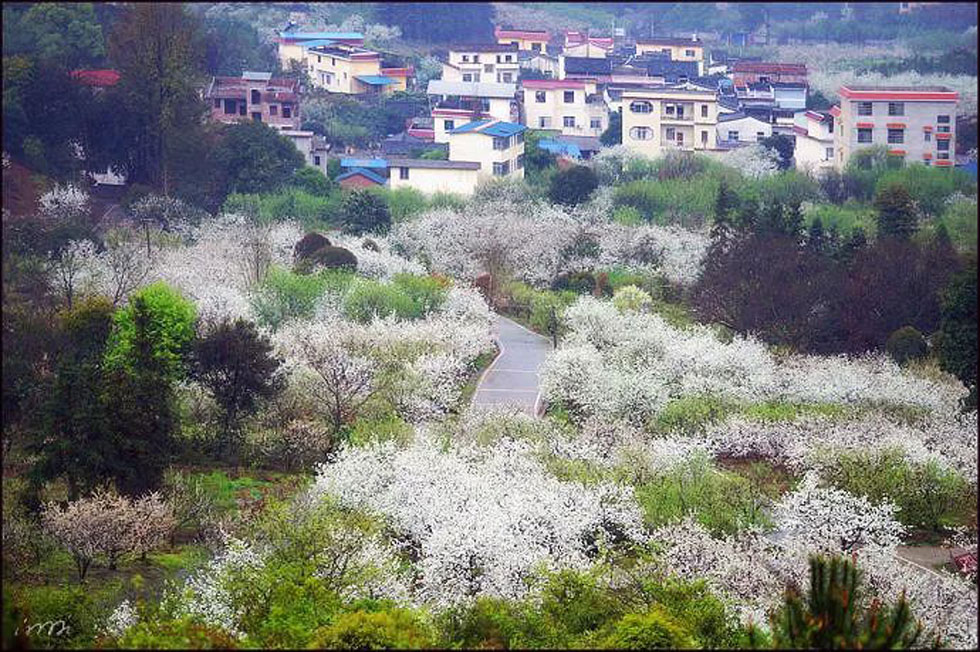 【春天，广西桂林灌阳县向您发出邀请！】我们在灌阳看梨花 - 游山玩水 - 贵港生活社区 - 贵港28生活网 gg.28life.net