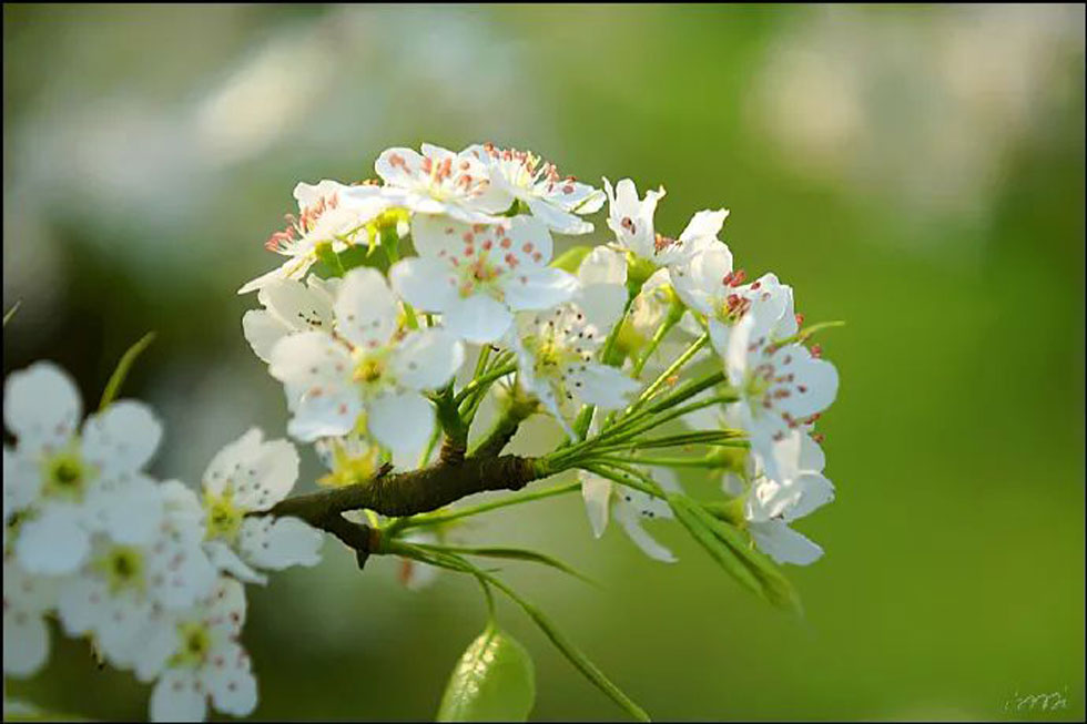 【春天，广西桂林灌阳县向您发出邀请！】我们在灌阳看梨花 - 游山玩水 - 贵港生活社区 - 贵港28生活网 gg.28life.net
