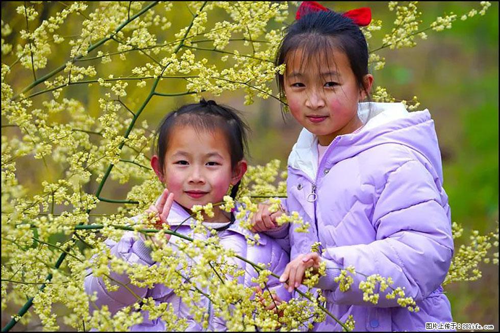 【春天，广西桂林灌阳县向您发出邀请！】米珠山前有片山苍子花在飘香 - 游山玩水 - 贵港生活社区 - 贵港28生活网 gg.28life.net