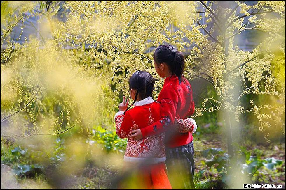 【春天，广西桂林灌阳县向您发出邀请！】米珠山前有片山苍子花在飘香 - 游山玩水 - 贵港生活社区 - 贵港28生活网 gg.28life.net