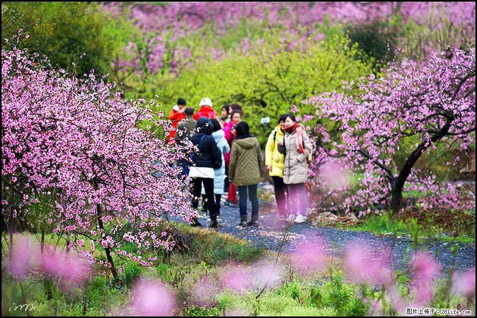 【春天，广西桂林灌阳县向您发出邀请！】官庄村有个醉美的桃花园 - 游山玩水 - 贵港生活社区 - 贵港28生活网 gg.28life.net