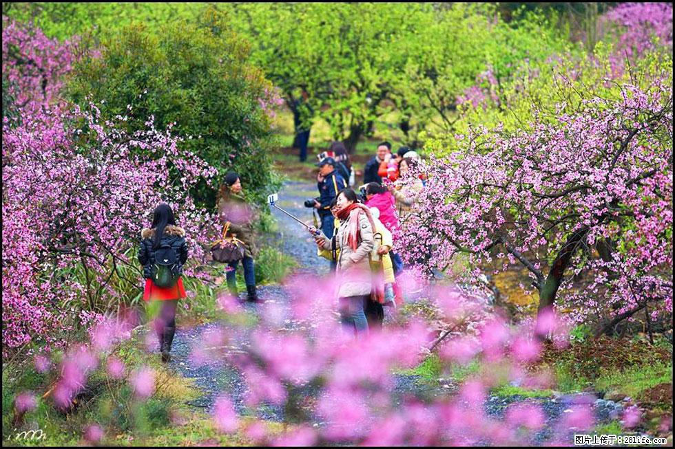 【春天，广西桂林灌阳县向您发出邀请！】官庄村有个醉美的桃花园 - 游山玩水 - 贵港生活社区 - 贵港28生活网 gg.28life.net