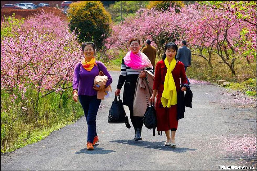 【春天，广西桂林灌阳县向您发出邀请！】官庄村有个醉美的桃花园 - 游山玩水 - 贵港生活社区 - 贵港28生活网 gg.28life.net