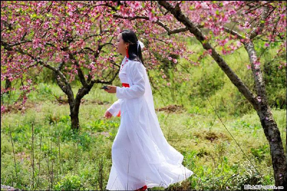 【春天，广西桂林灌阳县向您发出邀请！】官庄村有个醉美的桃花园 - 游山玩水 - 贵港生活社区 - 贵港28生活网 gg.28life.net