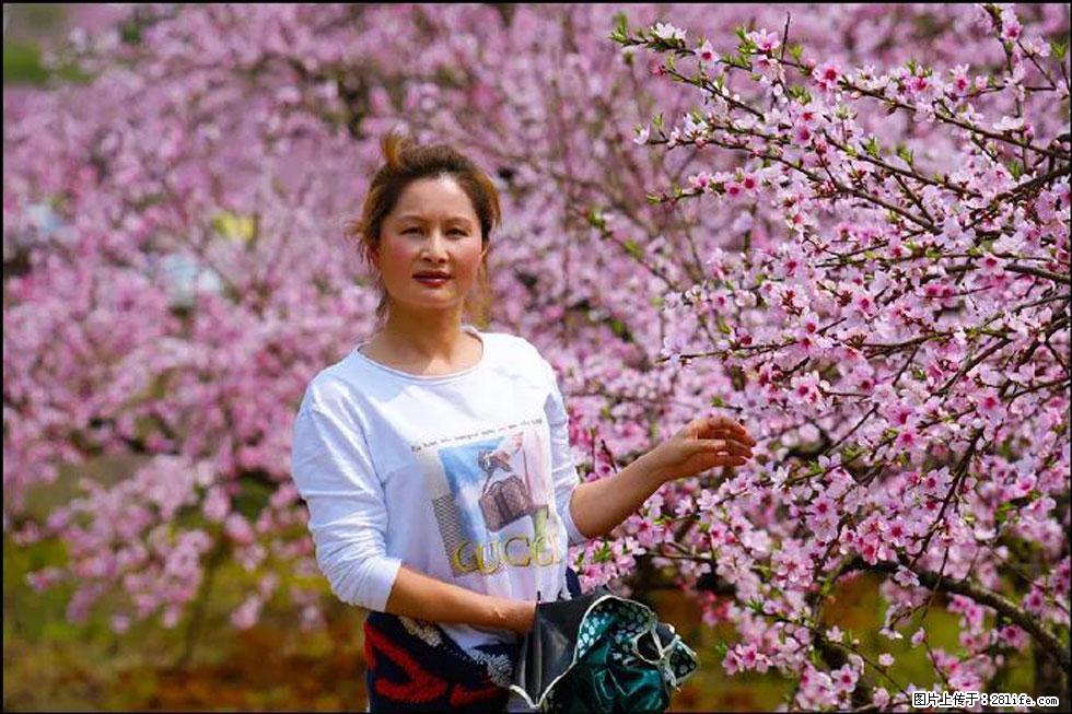【春天，广西桂林灌阳县向您发出邀请！】官庄村有个醉美的桃花园 - 游山玩水 - 贵港生活社区 - 贵港28生活网 gg.28life.net