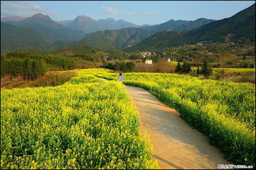 【春天，广西桂林灌阳县向您发出邀请！】长坪村油菜盛情花开 - 游山玩水 - 贵港生活社区 - 贵港28生活网 gg.28life.net