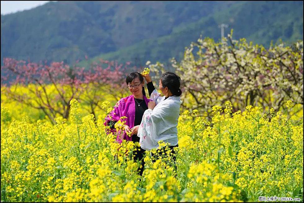 【春天，广西桂林灌阳县向您发出邀请！】长坪村油菜盛情花开 - 游山玩水 - 贵港生活社区 - 贵港28生活网 gg.28life.net