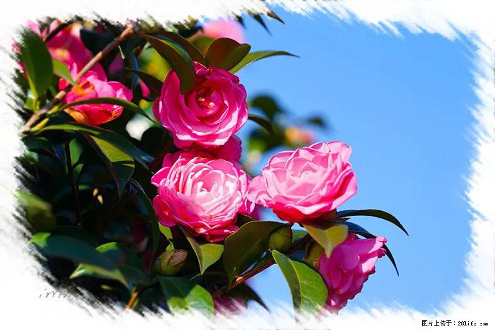 【春天，广西桂林灌阳县向您发出邀请！】杨柳井茶花惹人爱 - 游山玩水 - 贵港生活社区 - 贵港28生活网 gg.28life.net