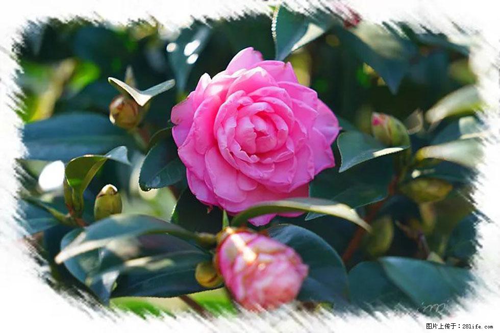 【春天，广西桂林灌阳县向您发出邀请！】杨柳井茶花惹人爱 - 游山玩水 - 贵港生活社区 - 贵港28生活网 gg.28life.net