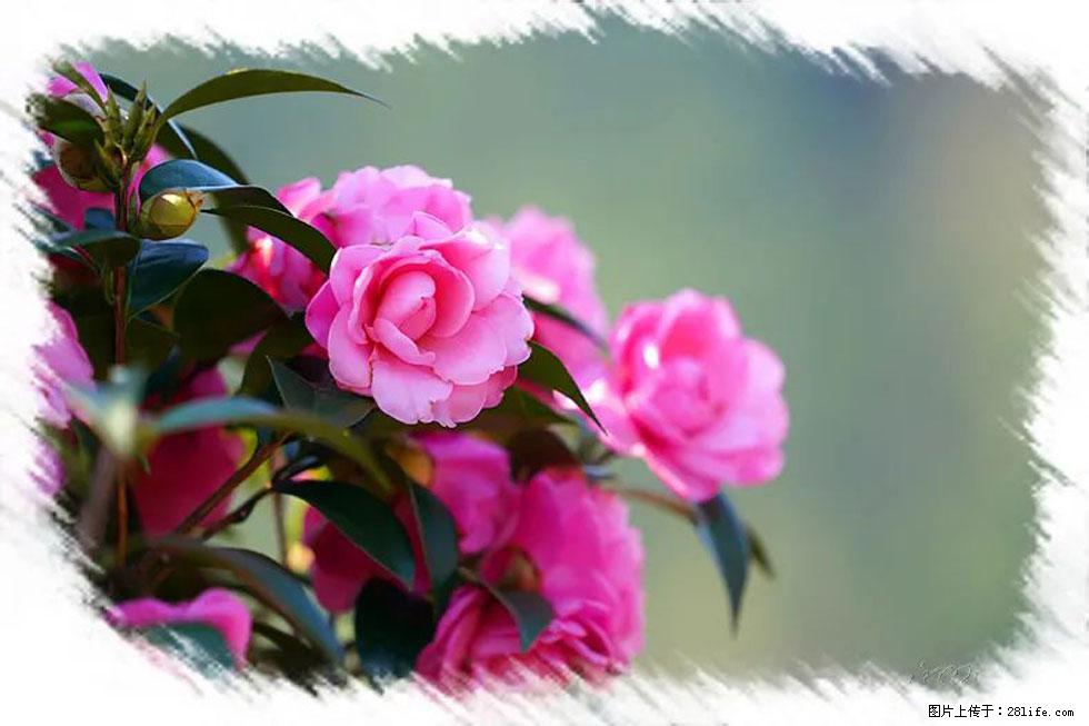 【春天，广西桂林灌阳县向您发出邀请！】杨柳井茶花惹人爱 - 游山玩水 - 贵港生活社区 - 贵港28生活网 gg.28life.net