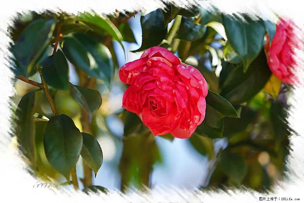 【春天，广西桂林灌阳县向您发出邀请！】杨柳井茶花惹人爱 - 游山玩水 - 贵港生活社区 - 贵港28生活网 gg.28life.net