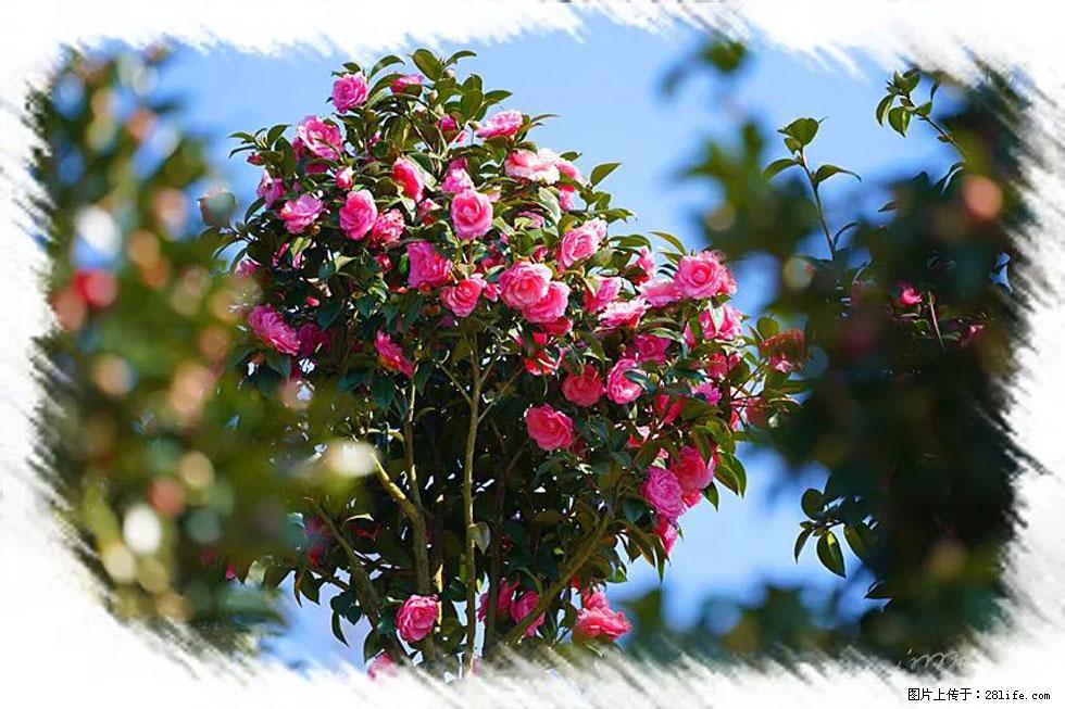 【春天，广西桂林灌阳县向您发出邀请！】杨柳井茶花惹人爱 - 游山玩水 - 贵港生活社区 - 贵港28生活网 gg.28life.net