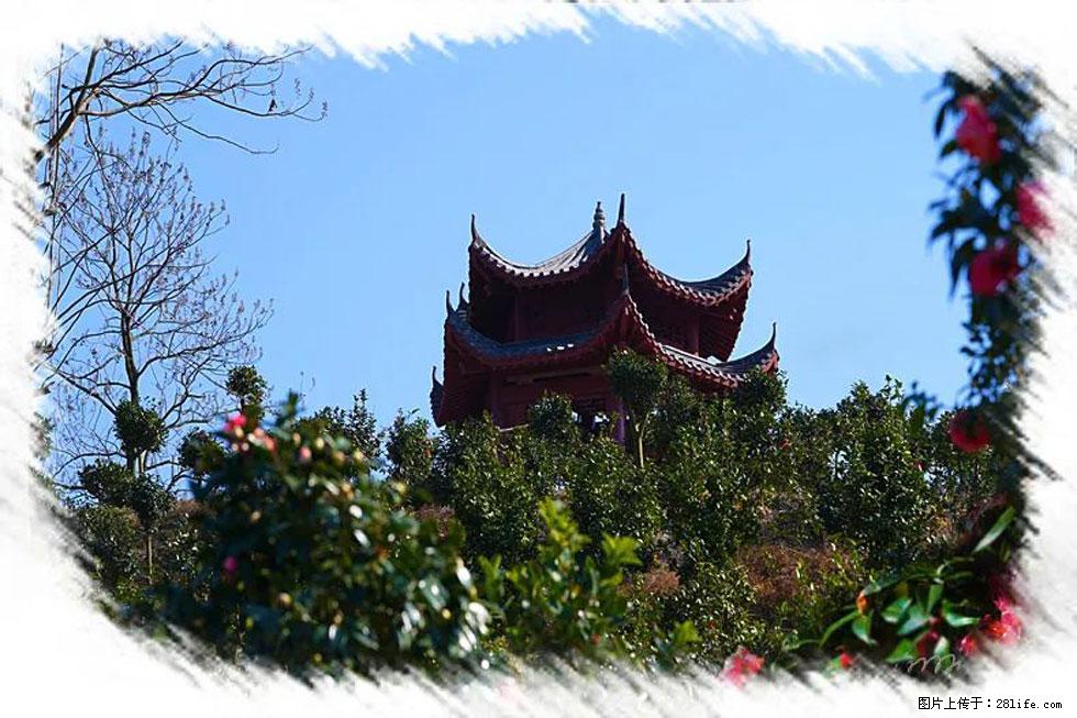 【春天，广西桂林灌阳县向您发出邀请！】杨柳井茶花惹人爱 - 游山玩水 - 贵港生活社区 - 贵港28生活网 gg.28life.net
