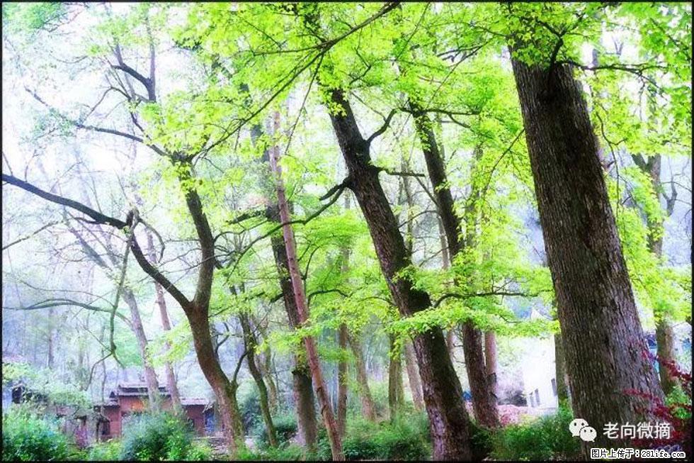 【春天,广西桂林灌阳县向您发出邀请!】在小龙村与春天约会 - 游山玩水 - 贵港生活社区 - 贵港28生活网 gg.28life.net