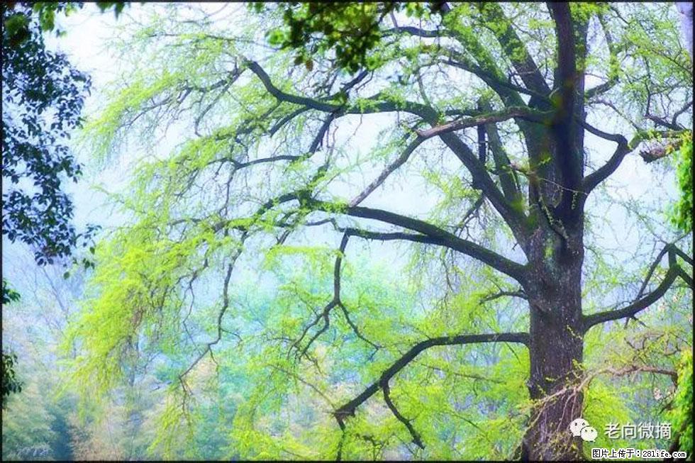【春天,广西桂林灌阳县向您发出邀请!】在小龙村与春天约会 - 游山玩水 - 贵港生活社区 - 贵港28生活网 gg.28life.net
