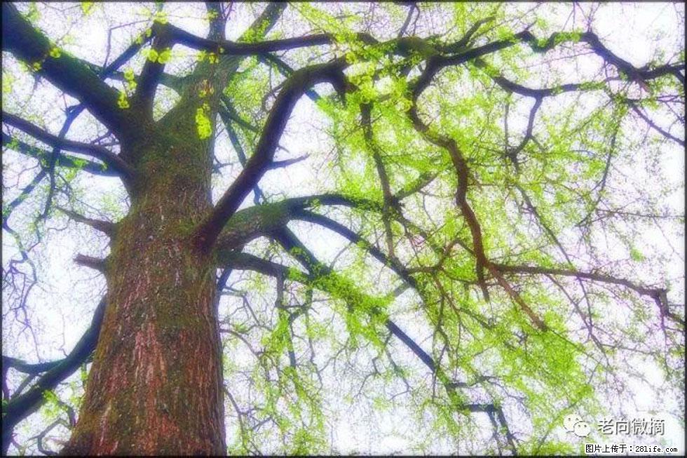 【春天,广西桂林灌阳县向您发出邀请!】在小龙村与春天约会 - 游山玩水 - 贵港生活社区 - 贵港28生活网 gg.28life.net