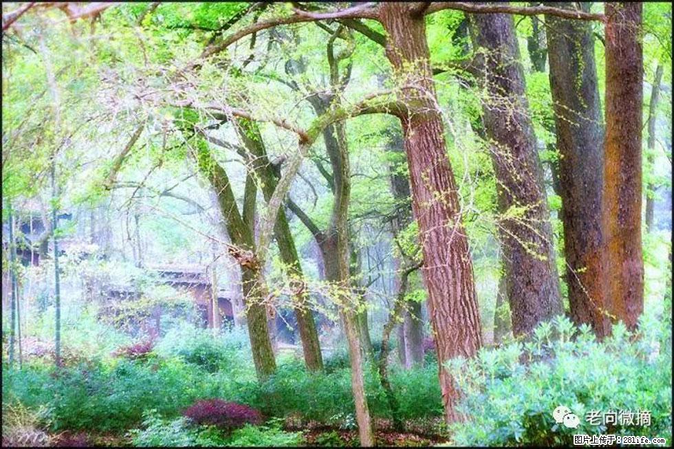 【春天,广西桂林灌阳县向您发出邀请!】在小龙村与春天约会 - 游山玩水 - 贵港生活社区 - 贵港28生活网 gg.28life.net