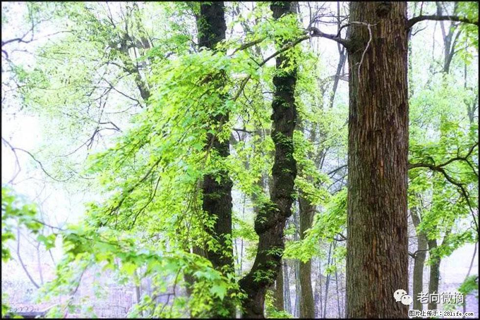 【春天,广西桂林灌阳县向您发出邀请!】在小龙村与春天约会 - 游山玩水 - 贵港生活社区 - 贵港28生活网 gg.28life.net