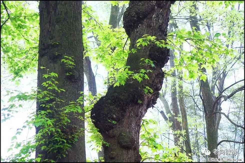 【春天,广西桂林灌阳县向您发出邀请!】在小龙村与春天约会 - 游山玩水 - 贵港生活社区 - 贵港28生活网 gg.28life.net