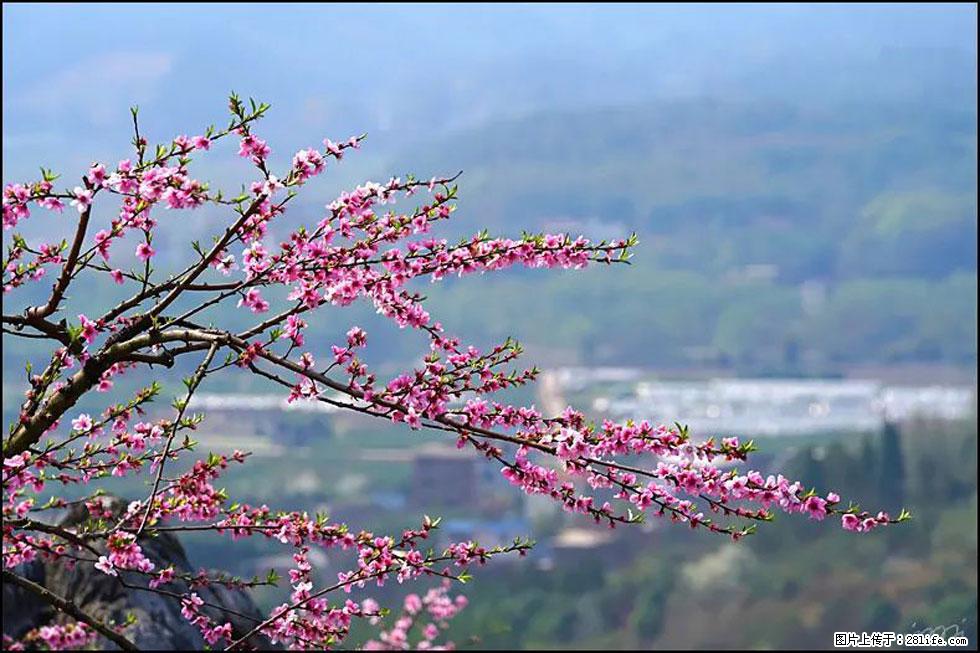 【春天，广西桂林灌阳县向您发出邀请！】望月岭上桃花开 - 游山玩水 - 贵港生活社区 - 贵港28生活网 gg.28life.net