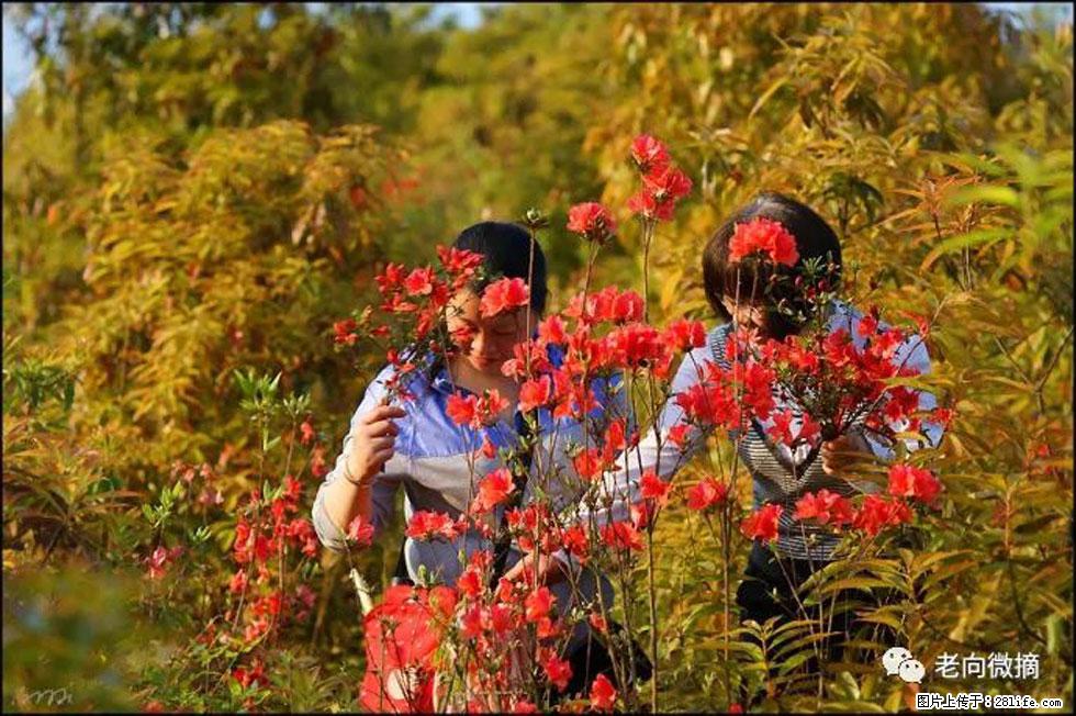 【春天，广西桂林灌阳县向您发出邀请！】登麒麟山，相约映山红 - 游山玩水 - 贵港生活社区 - 贵港28生活网 gg.28life.net