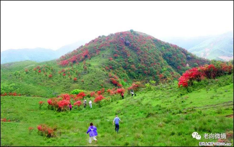 【春天,广西桂林灌阳县向您发出邀请!】宝盖山上映山红 - 游山玩水 - 贵港生活社区 - 贵港28生活网 gg.28life.net