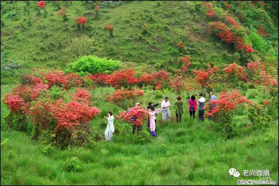 【春天,广西桂林灌阳县向您发出邀请!】宝盖山上映山红 - 游山玩水 - 贵港生活社区 - 贵港28生活网 gg.28life.net