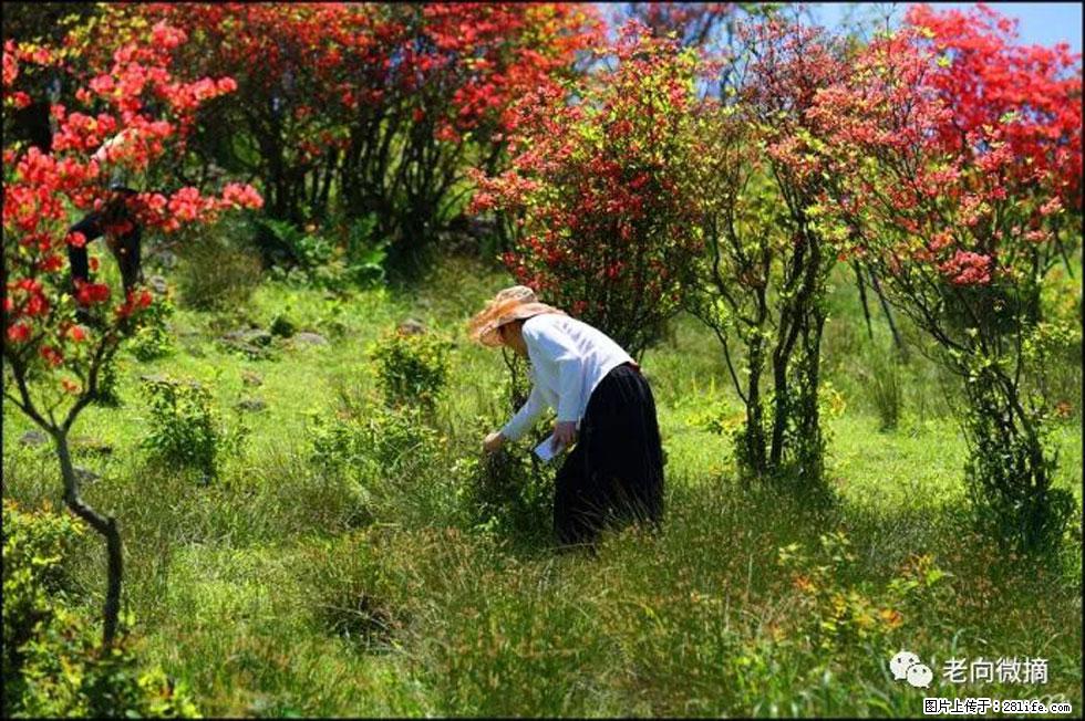 【春天,广西桂林灌阳县向您发出邀请!】宝盖山上映山红 - 游山玩水 - 贵港生活社区 - 贵港28生活网 gg.28life.net