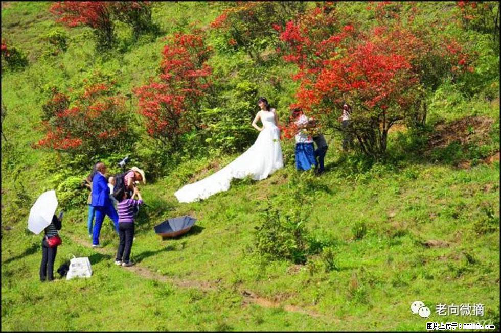 【春天,广西桂林灌阳县向您发出邀请!】宝盖山上映山红 - 游山玩水 - 贵港生活社区 - 贵港28生活网 gg.28life.net