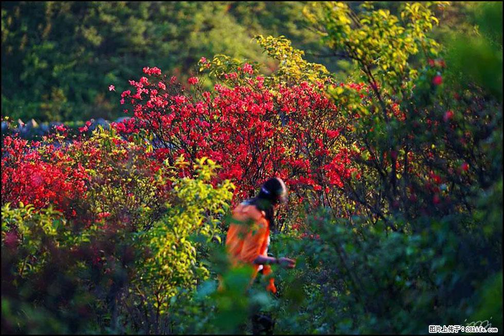 【春天，广西桂林灌阳县向您发出邀请！】春木界上映山红 - 游山玩水 - 贵港生活社区 - 贵港28生活网 gg.28life.net