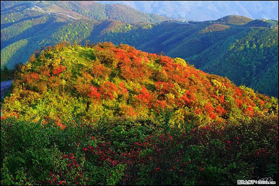 【春天，广西桂林灌阳县向您发出邀请！】春木界上映山红 - 游山玩水 - 贵港生活社区 - 贵港28生活网 gg.28life.net