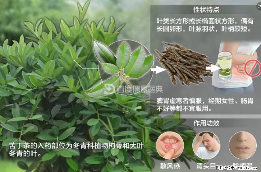 苦丁茶有哪些功效和作用 - 生活百科 - 贵港生活社区 - 贵港28生活网 gg.28life.net