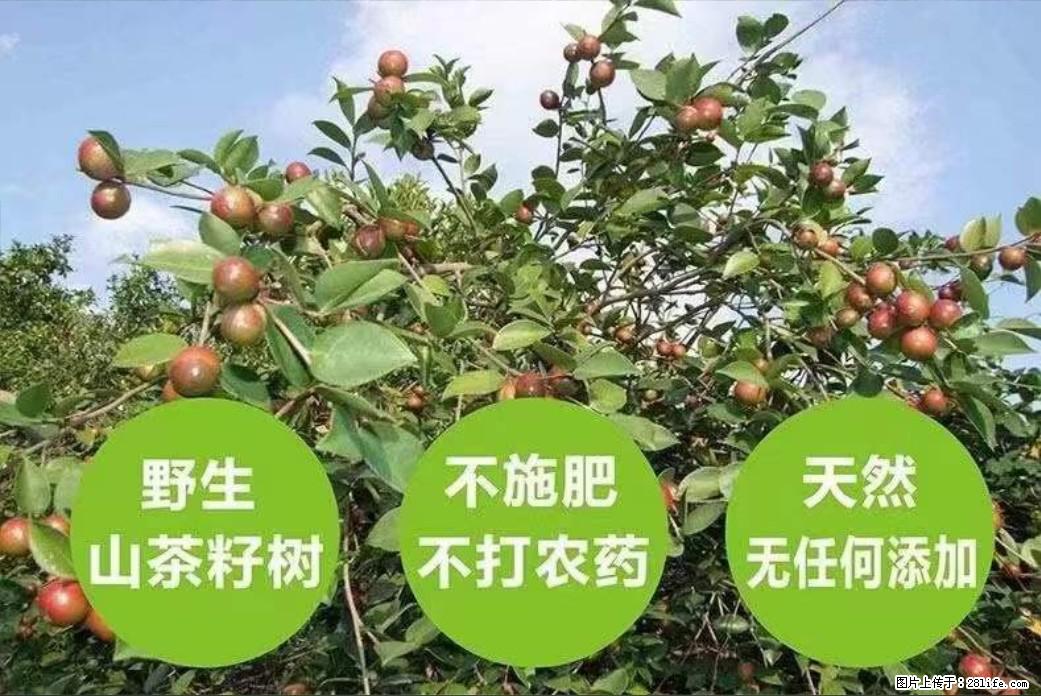 【灌阳县油茶产业示范区】一个有着充实的精神生活的人，对待身外之物自会有一种淡泊的态度 - 美食天地 - 贵港生活社区 - 贵港28生活网 gg.28life.net
