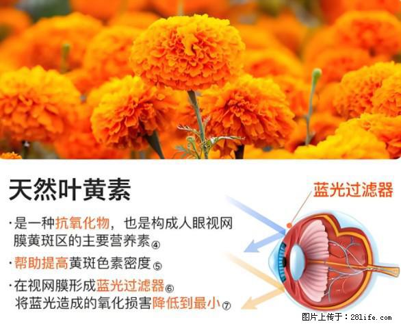 叶黄素有什么功效和作用 - 生活百科 - 贵港生活社区 - 贵港28生活网 gg.28life.net