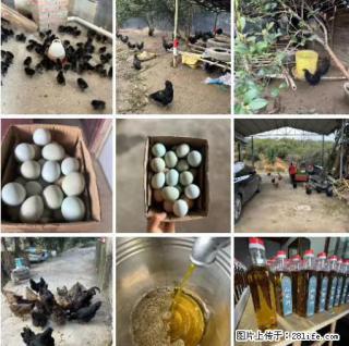 油茶园从小鸡仔开始养起的纯土鸡、土鸡蛋可以预定啦！还有前几天刚榨的纯山茶油哦 - 贵港28生活网 gg.28life.net