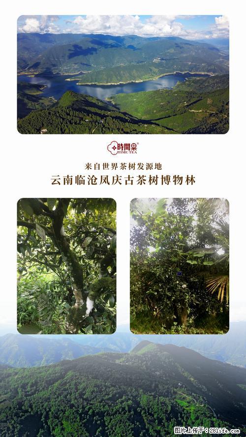 时间果百年古树2025年春红茶 - 购物交流 - 贵港生活社区 - 贵港28生活网 gg.28life.net