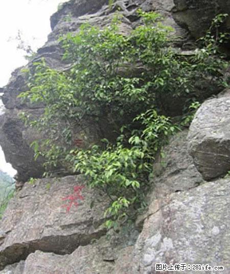 平乐石崖茶，珍贵仅次于金花茶 - 贵港生活资讯 - 贵港28生活网 gg.28life.net