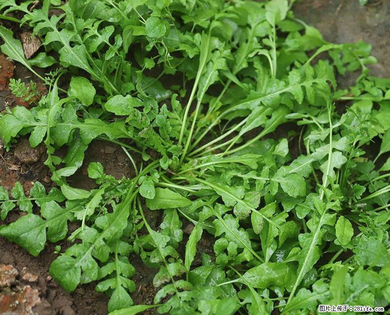 这些蔬菜是“天然钙片”，这6种被医生重点推荐 - 贵港生活资讯 - 贵港28生活网 gg.28life.net