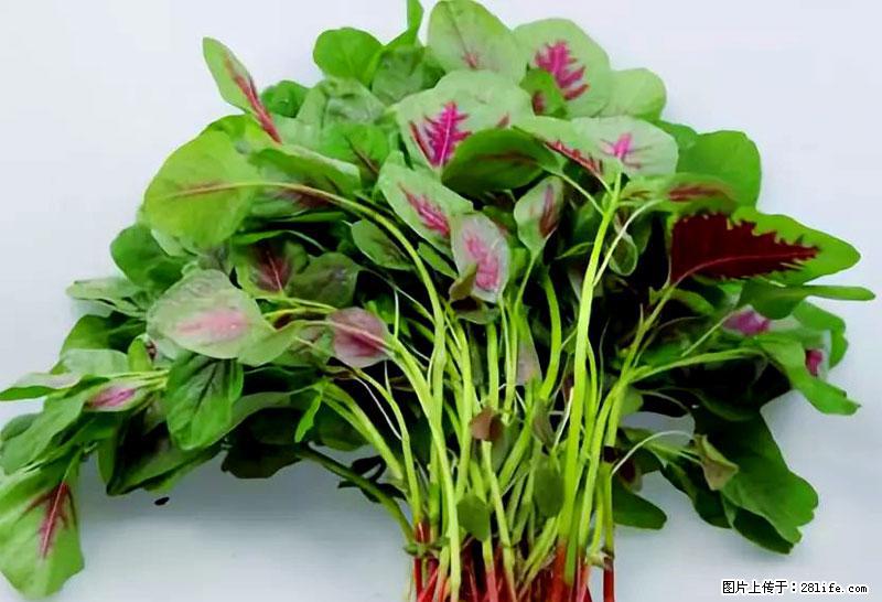 这些蔬菜是“天然钙片”，这6种被医生重点推荐 - 贵港生活资讯 - 贵港28生活网 gg.28life.net