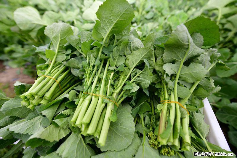 这些蔬菜是“天然钙片”，这6种被医生重点推荐 - 贵港生活资讯 - 贵港28生活网 gg.28life.net
